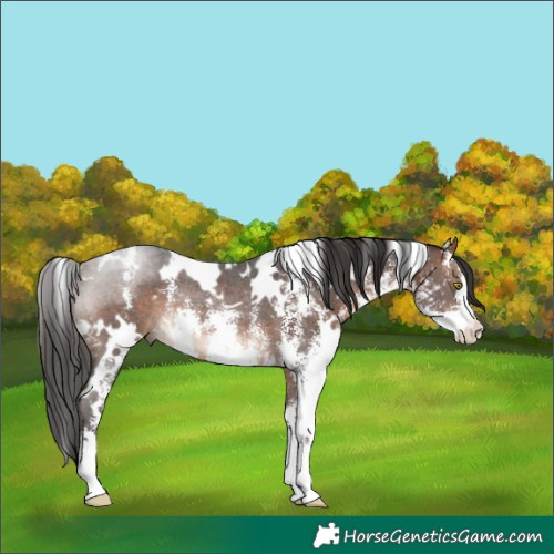 Horse Color:White Spotted Brown Sabino Rabicano 