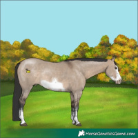 Horse Color:Brown Dun Sabino Frame Rabicano 