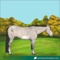 Horse Color:Brown Dun Sabino Frame Rabicano
