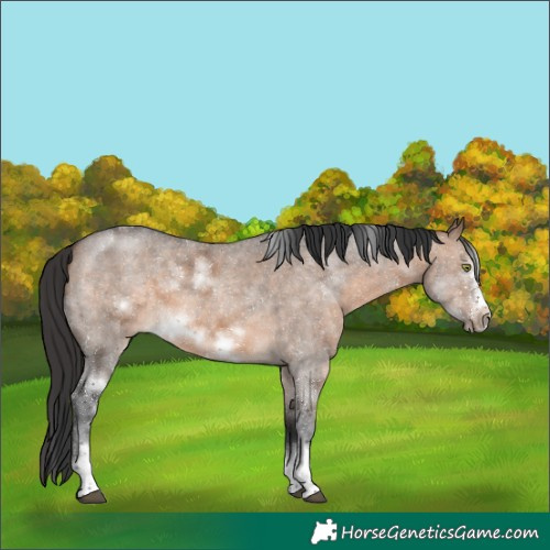 Horse Color:White Spotted Brown Dun Sabino Frame Rabicano