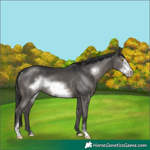 Horse Color:Grullo Sabino Frame Rabicano