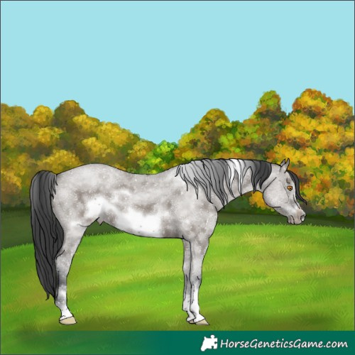 Horse Color:White Spotted Grullo Sabino Frame Rabicano 