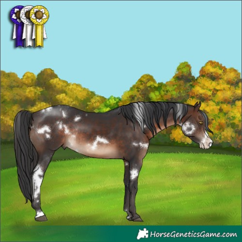Horse Color:White Spotted Brown Frame Rabicano 