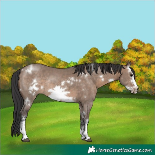 Horse Color:White Spotted Brown Dun Sabino Frame Rabicano 