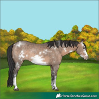 Horse Color:White Spotted Brown Dun Sabino Frame Rabicano 