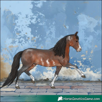 Horse Color:Brown Sabino Rabicano