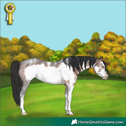 Horse Color:Brown Sabino Frame Rabicano 