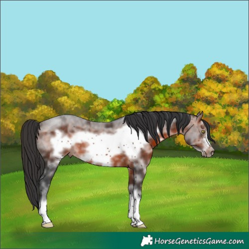Horse Color:Brown Sabino Frame Rabicano 