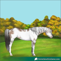 Horse Color:White Spotted Brown Dun Sabino Frame Rabicano 