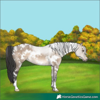 Horse Color:White Spotted Brown Dun Sabino Rabicano
