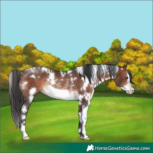Horse Color:White Spotted Brown Frame Rabicano
