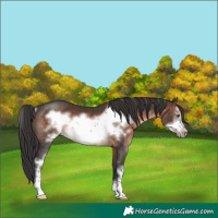 Horse Color:Brown Sabino Frame Rabicano 