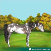 Horse Color:White Spotted Brown Sabino Frame Rabicano 