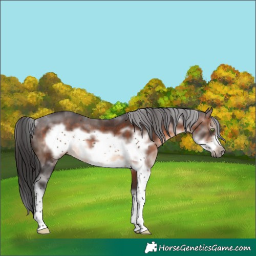 Horse Color:Brown Sabino Frame Rabicano