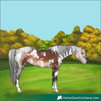 Horse Color:White Spotted Brown Sabino Rabicano