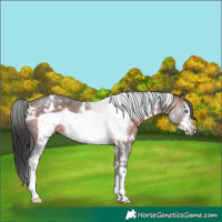 Horse Color:White Spotted Brown Sabino Frame Rabicano 