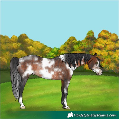 Horse Color:White Spotted Brown Frame Rabicano 
