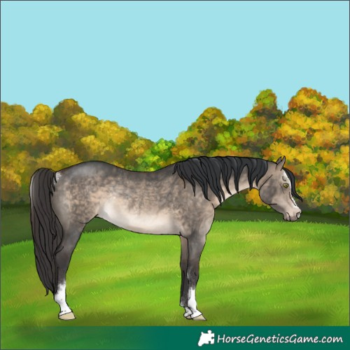 Horse Color:Brown Dun Sabino Rabicano 