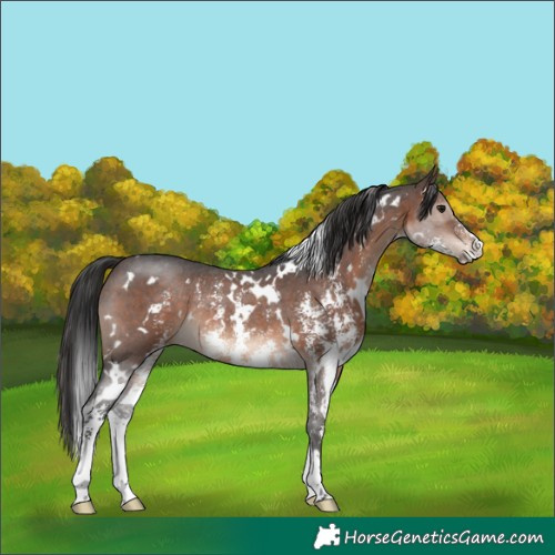 Horse Color:White Spotted Brown Sabino Rabicano 