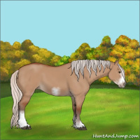 Horse Color:Silver Bay Dun Sabino Tobiano Frame Rabicano