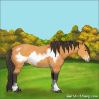 Horse Color:Buckskin Sabino Rabicano  and Buckskin Sabino Frame Rabicano 