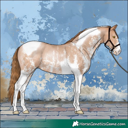 Horse Color:Brown Pearl Sabino Tobiano Rabicano 