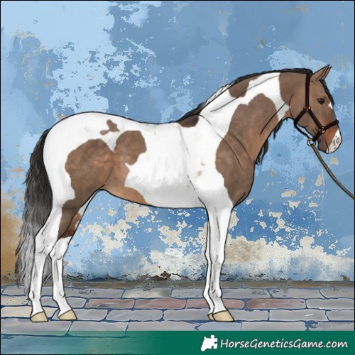 Horse Color:Brown Dun Tobiano
