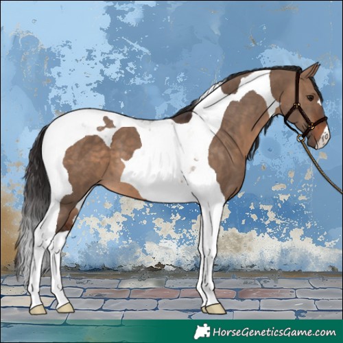 Horse Color:Brown Dun Tobiano 