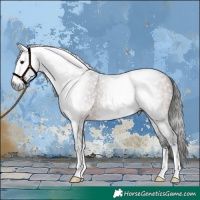 Horse Color:Gray Bay Sabino Rabicano 