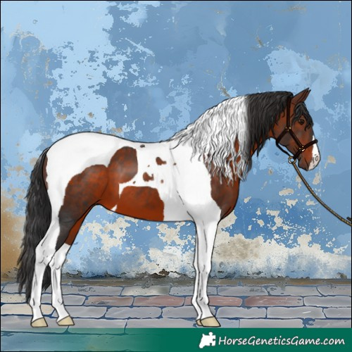 Horse Color:Brown Tobiano 