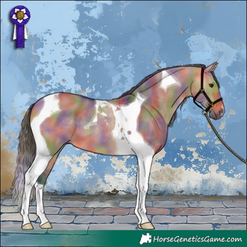 Horse Color:Nacre Bay Dun Tobiano 