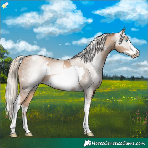 Horse Color:Chocolate Palomino Pearl Tobiano Frame and Gray Chocolate Palomino Pearl Tobiano Frame