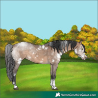Horse Color:White Spotted Brown Dun Sabino Rabicano