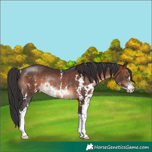 Horse Color:Brown Sabino Rabicano