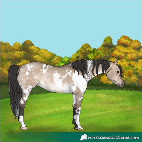 Horse Color:White Spotted Brown Dun Rabicano 