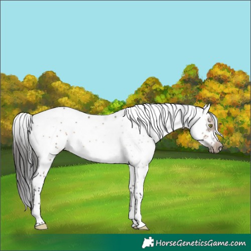 Horse Color:Brown Dun Sabino Frame Rabicano