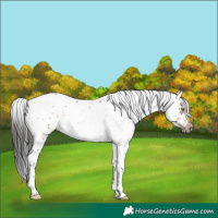 Horse Color:Brown Dun Sabino Frame Rabicano 