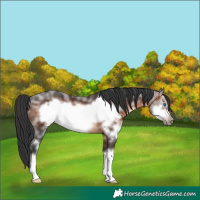 Horse Color:Brown Sabino Frame Rabicano