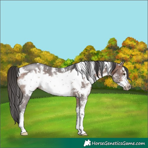 Horse Color:White Spotted Brown Sabino Frame Rabicano 
