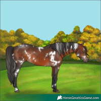 Horse Color:White Spotted Brown Rabicano 