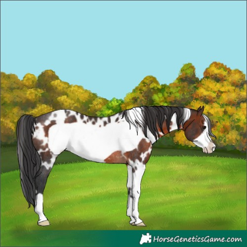 Horse Color:White Spotted Brown Frame Rabicano