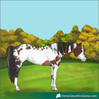 Horse Color:White Spotted Brown Frame Rabicano