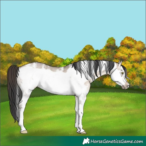 Horse Color:Brown Dun Sabino Frame Rabicano 