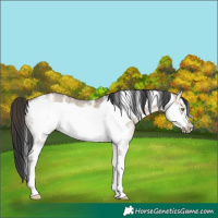 Horse Color:Brown Dun Sabino Frame Rabicano