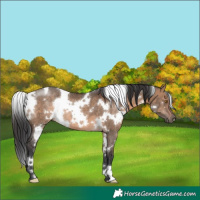 Horse Color:White Spotted Brown Dun Rabicano 