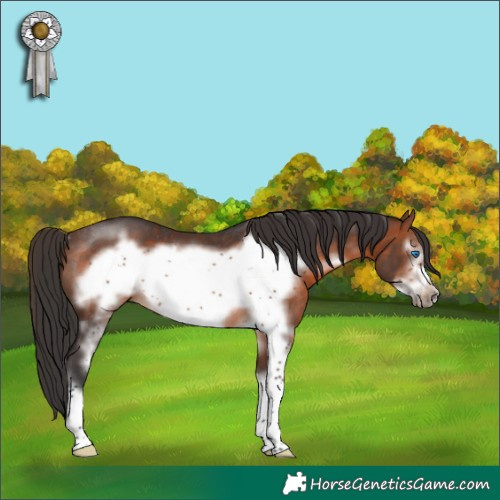 Horse Color:Brown Sabino Frame Rabicano 