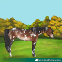 Horse Color:White Spotted Brown Rabicano 