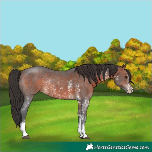 Horse Color:Brown Sabino Rabicano