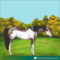 Horse Color:Brown Sabino Frame Rabicano 