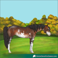 Horse Color:Brown Sabino Rabicano 